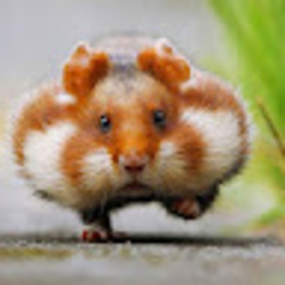 Meet your Posher, Natalie - Picture 1 of 1